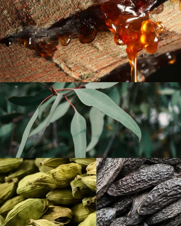 “Santal & Tonka” fragrance – Grand Hotel Vilnius by Cereria Molla 1899